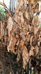 Brown dry leaves on tree