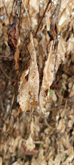 Brown dry leaves on tree