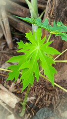 Close up view of leaves in sunlight