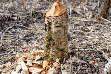 Forest growing around beavers, tree trunks felled by beavers, beaver gnawed tree, wood shavings around a tree stump © ANDA