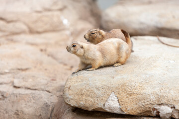 The adorable black-tailed prairie dog Cynomys ludovicianus