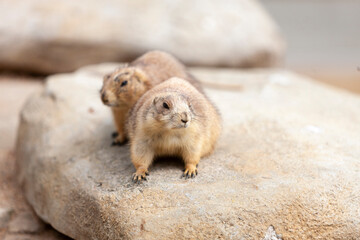 The adorable black-tailed prairie dog Cynomys ludovicianus