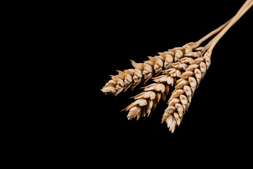 Ripe ears of wheat on a black background