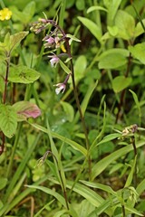 Aufblühende Sumpf-Stendelwurz (Epipactis palustris)
