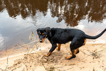 spring walk with the dog, sandy river bank, old last year's grass, nature without greenery, spring