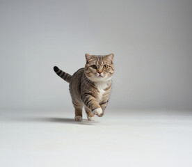 Obraz premium A Scottish Fold cat running, full whole body, professional photography