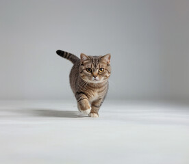 A Scottish Fold cat running, full whole body, professional photography