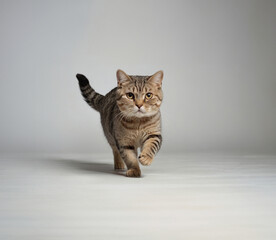 A Scottish Fold cat running, full whole body, professional photography
