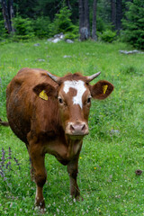 Obraz premium cute cow in forest