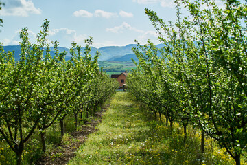 Naklejka premium trees of the farm in Serbia