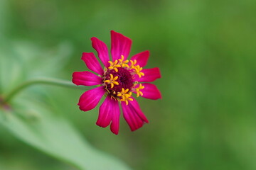 Obraz premium pink zinnia flower bloom in the garden