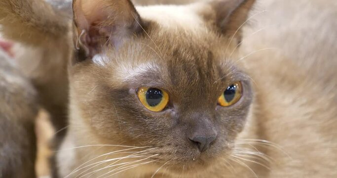 Burmese cat -  breed of domestic cat, originating in Burma, believed to have its roots near Thai-Burma border and developed in the United States and Britain