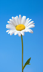 Daisy on blue sky background