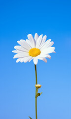 Daisy on blue sky background