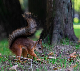 squirrel in the park