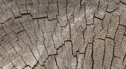 Wood texture cut tree trunk background