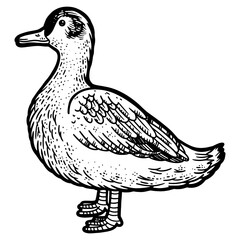 Duck poultry animal line art sketch engraving PNG illustration. T-shirt apparel print design. Scratch board imitation. Black and white hand drawn image.