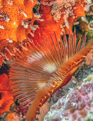 Sabellidae, or feather duster worms, are a family of marine polychaete tube worms