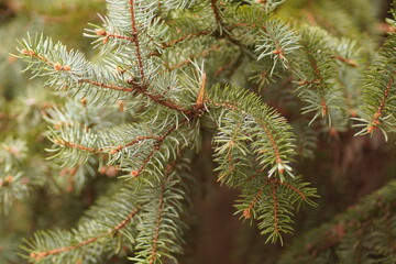 Fototapeta premium pine tree branches