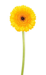 Beautiful yellow gerbera flower isolated on white, top view