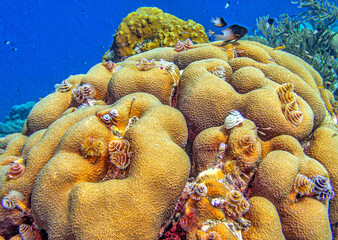 Caribbean coral garden off coast of Bonaire
