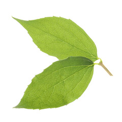 Fresh green jasmine leaves isolated on white