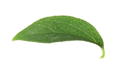 Fresh green jasmine leaf isolated on white