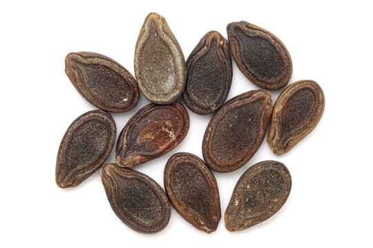 Close-up of Dried Organic Apple Gourd or Tinda (Praecitrullus fistulosus) seeds, isolated on a white background. Top view.