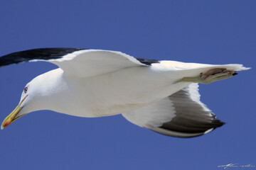 Naklejka premium Uma linda gaivota sobrevoando o céu da praia de Cordeirinho - Maricá - RJ