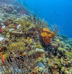 Caribbean coral garden off coast of Bonaire
