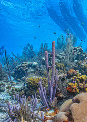 Fototapeta premium Caribbean coral garden off coast of Bonaire