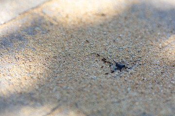 Macro Photography of Dry Dirt and Sand Texture on a Sunny Day, Capturing Natural Patterns and the Play of Light and Shadow, Perfect for Backgrounds and Textures in Design Projects