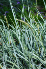 Sandy grass ( lat. Leymus arenarius ) is a species of herbaceous plants of the genus Leymus of the Poaceae family
