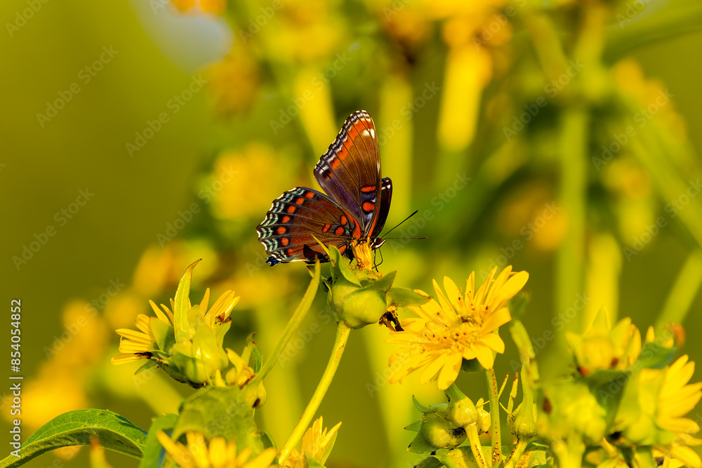 Sticker White admiral or red-spotted purple (Limenitis arthemis)  North American butterfly species.