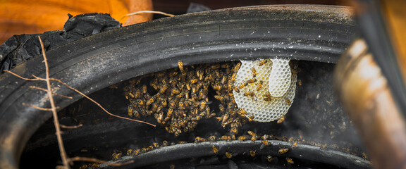 Swarms of bees are mysteriously building nests inside the tires of old cars. Bees are hardworking. © Kanthita