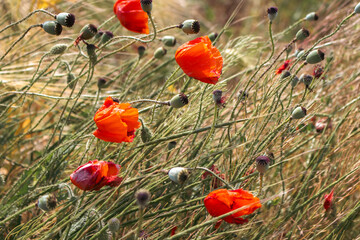 Fototapeta premium Poppy field in the summer. Poppy flowers in the wind. Wild nature in beauty. Summertime landscape. Rural landscape. Beautiful countryside. Green grass and wild flowers close up.