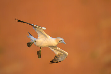 basstölpel sula basana