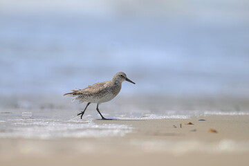 Knutt calidris canutus
