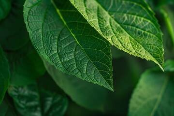 Green leaf texture for background