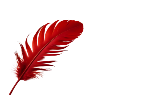 Red feather isolated on white background	
