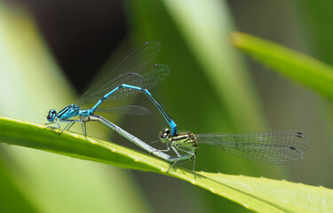 Hufeisen-Azurjungfer (Coenagrion puella) bei der Paarung   © Pixelmixel