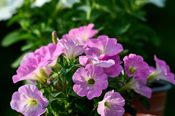Classic pink petunia flowers on blurred background.