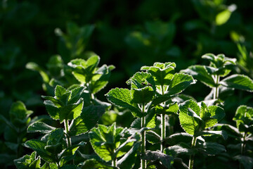 Mint plant outdoors in the sun. Macro. Selective focus.