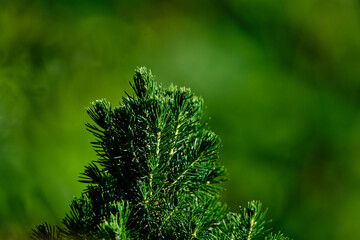 Beautiful view of coniferous tree on blurred background.