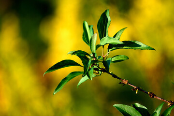 Holly willow twigs on abstract blurred background.