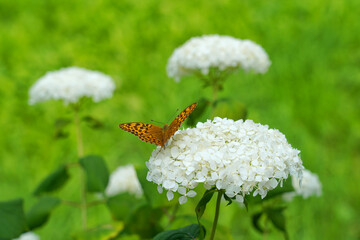 An orange butterfly sits on a large white hydrangea flower in the garden. Green leaves are in the background. Background.