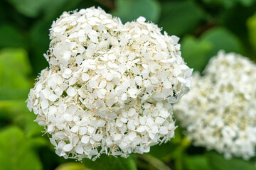 Close-up of white hydrangea flower. Top view. Background.