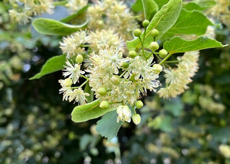 linden flowers on a linden tree branch