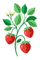 strawberry with leaves