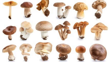 Wild mushrooms isolated on a white background